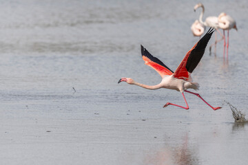 Flamingo (Phoenicopterus roseus) taking off from a pond.