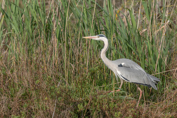Gray heron (Ardea cinerea) moving through the reeds at the edge of a pond.