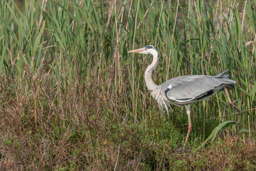 Gray heron (Ardea cinerea) moving through the reeds at the edge of a pond.