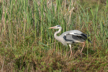 Gray heron (Ardea cinerea) moving through the reeds at the edge of a pond.