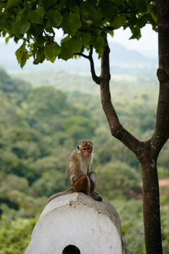 Monkey in Sri Lanka