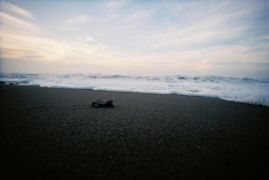 Baby turtle walking toward the sea