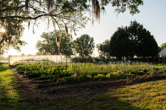Wide angle of a flower farm at sunrise