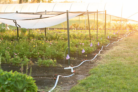 Rows of a flower farm at sunrise