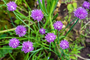 Lilac inflorescences of onion honey plant in the garden.