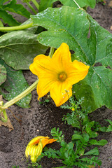 Bright yellow pumpkin flower in a garden bed.