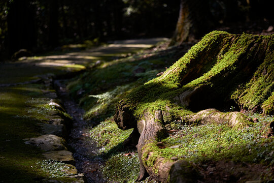 Closeup of old tree roots in ancient forest, under sunlight