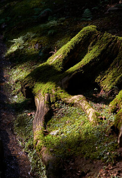 Closeup of old tree roots in ancient forest, under sunlight