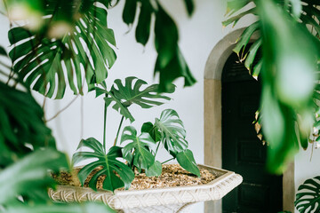 Lush Monstera Plant Indoors