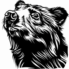 Fototapeta premium A black and white drawing of a bear 's head