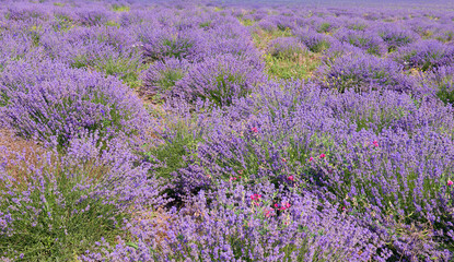 Lavender field in sunlight.