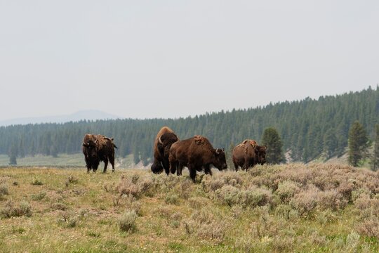Yellowstone Grazers: Bison in the Wild