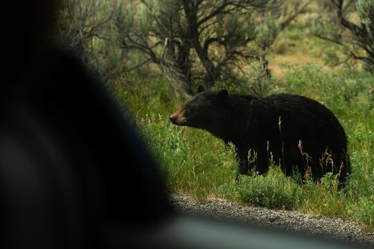 Roadside Glimpse: Black Bear in Hayden Valley