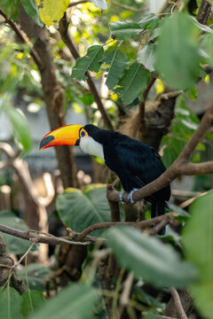 Toco Toucan Perched on a Branch