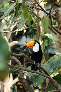 Toco Toucan Perched on a Branch