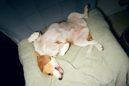 Dog lies belly up on a chair