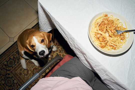 Dog begs for food under the table