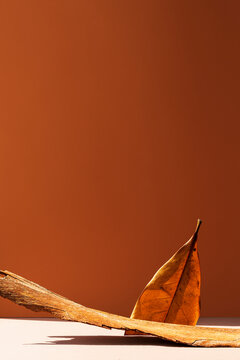 Still life composition with half cut leaf and tree bark