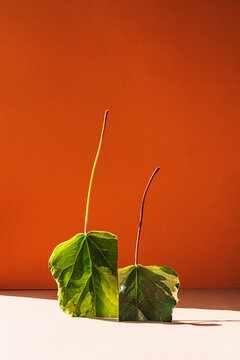 Still life composition with square cut green leaves