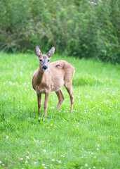 An alert solitary female roe deer looks back over its shoulder on a green meadow in early morning (Capreolus capreolus)