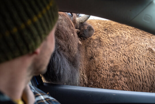Mand and buffalo car encounter