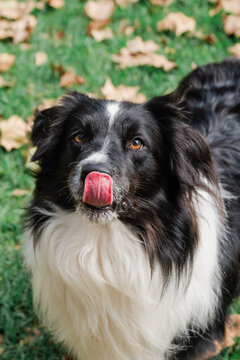 Border Collie licks nose