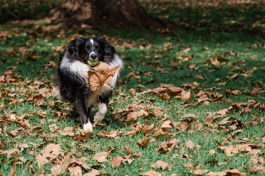 Border Collie running with a ball and autumn leaf