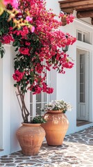 a traditional Greek house featuring a vibrant bougainvillea tree in white stone and terracotta pots on the terrace, surrounded by white walls and a cobblestone floor, bathed in gentle daylight.