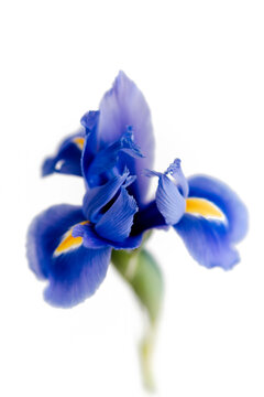 Iris flower