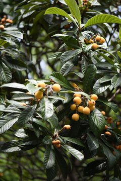 Loquat Tree With Fruit