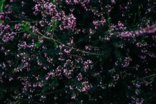 Spring Heath