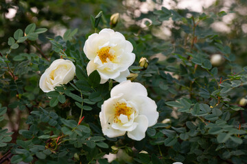 Rosa alba or also known as white roses