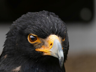 Closeup of a Verreaux's Eagle - Aquila verreauxii.