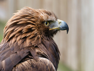 Portrait of a majestic Golden Eagle Aquila chrysalis. Majestic hawk icon, with its sharp profile...