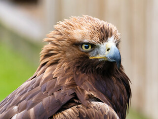 Portrait of a majestic Golden Eagle Aquila chrysalis. Majestic hawk icon, with its sharp profile and intense gaze, symbolizing vision, focus, and determination.