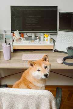 Portrait of a cute dog sitting on an chair in front of a computer. 