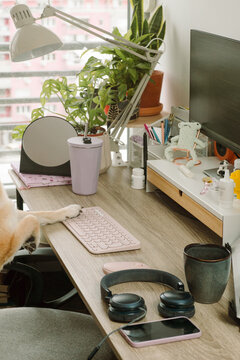 The dog's paw is typing on the keyboard.