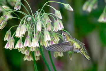 Close-up of a hummingbird heading for Columbine, Victoria, BC, Canada