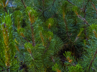 Pine green branches of a tree as winter holiday Christmas and new Year backdrop background