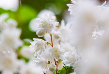 Bridal Wreath, Fuzzy Deutzia, Crenate pride-of-Rochester, Rough Deutzia, Scabrous Deutzia crenata white blooming flowers close up during spring 