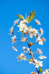 spring, cherry branch with flowers