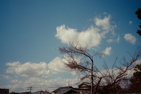 Roofs of houses and a tree view