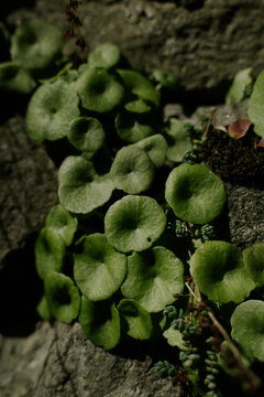 Umbilicus rupestris round leaf plant