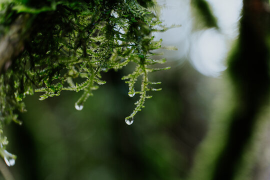 Close-up of moss