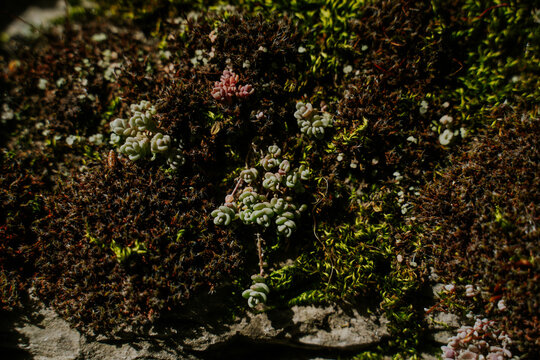 Wild succulent plant 