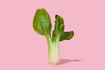 shanghai bok choy on a pink background