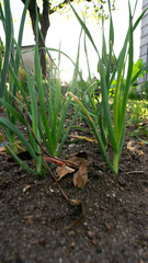 Planting onions in the home garden with time for them to develop