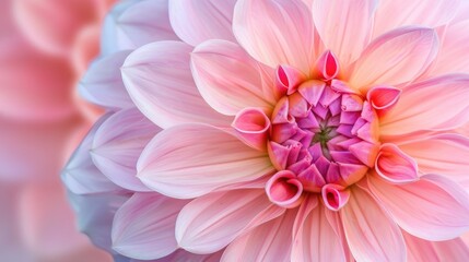Macro photograph of a lovely pink dahlia bloom