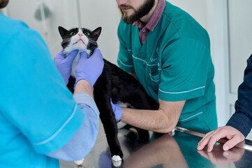  veterinarian with his assistant examine the cat