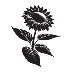 Black and white sunflower Beautiful sunflower flowers. Vector illustration